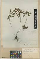 Image result for Doryopteris concolor