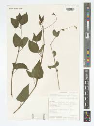 Image result for Commicarpus plumbagineus