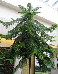 Araucaria heterophylla as an indoor potted plant is a tropical plant and is not cold hardy. Norfolk Island Pine The Other Living Christmas Tree News