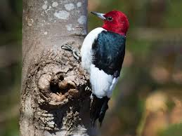 Couple of the birds in the winter forest. Types Of Woodpeckers In The Northeast Catseye Pest Control