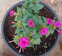 The tubers are difficult to dig up and not killed by chemicals such as roundup which i the four o'clock plants were lush and bright green. Four O Clock Seeds Pink Mirabilis Jalapa Pink Plants Thrive In All Zones Blooming All Summer Long Caribbeangardenseed