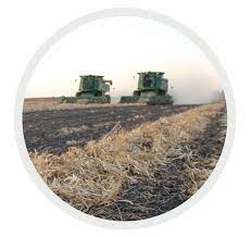 In spanish they are called frijol pinto fri.ˈxol ˈpin.to, literally speckled bean (compare pinto horse). Harvesting Tips To Improve Dry Bean Quality Manitoba Pulse Soybean Growers