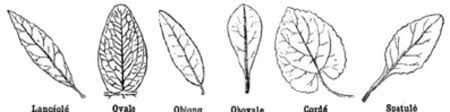 Examples Of Leaf Shapes Used By Botanists Lanceolate Ovate Oblong Download Scientific Diagram