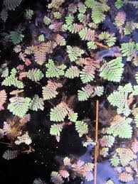 Image result for Azolla pinnata