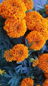 Marigolds Sacred Flowers For The Dead Re Dia De Los Muertos Aka Day Of The Dead Mexico Southwester Marigold Flower Flower Backgrounds Flowers Photography