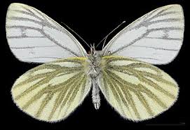Image result for Pieris napi