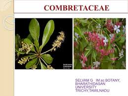 Image result for Combretaceae