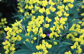 Image result for Urochloa marlothii