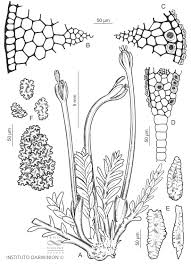 Image result for Tristicha trifaria