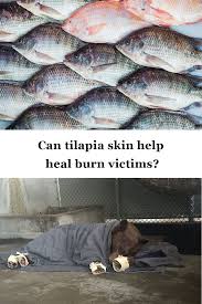 Cats Dogs And A Bobcat Are The Latest Burn Victims Saved With Fish Skin Burns Victims Skin