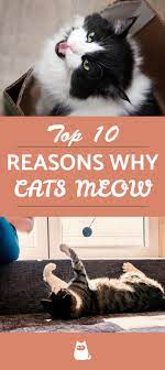 Why Do Cats Meow Types Meanings And Videos Cats Meow Cats Cat Communication