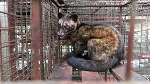 Find and follow posts tagged musang on tumblr. Penampakan Musang Luwak Ri Yang Tersiksa Demi Kopi Rp 1 Juta