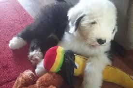He is in the shelter we work with in north spain. Lori Harding Has Old English Sheepdog Puppies For Sale In Osceola Old English Sheepdog Puppy For Sale Old English Sheepdog Puppy Old English Sheepdog Puppies
