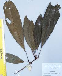 Image result for Lasiodiscus mannii