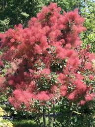 Image result for Cotinus coggygria