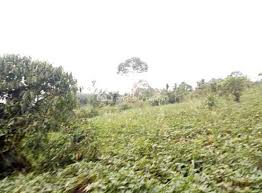 Apr 24, 2021 · residential land that will help you to live in your dream house designed by you! For Sale 50 Acres Of Land Zirobwe Kikyuusa Luweero Central Region Uganda Property Centre Ref 767