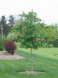 Horse Chestnut Seeds How To Grow A Horse Chestnut Tree Dummer 绿手指 最专业的养花app