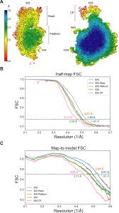 Check spelling or type a new query. Structure Of The Bacterial Ribosome At 2 A Resolution Elife