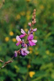 Image result for Desmodium