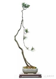 Fosterginger Pinterest Com More Pins Like This One At Fosterginger Pinterest No Pin Limits Indoor Bonsai Tree Bonsai Tree Care Bonsai Art
