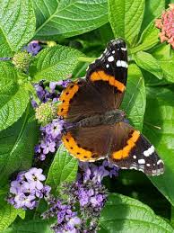Pin By Hoffmann M C On Mariposas Butterfly Moth