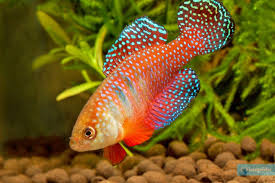 Image result for Hypselodelphys