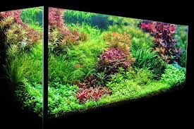 Image result for Nesaea crassicaulis