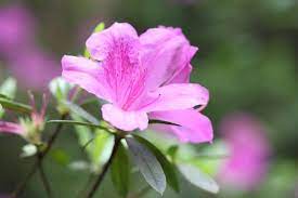 Pin On Flowers