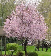 This evergreen conifer reaches up to 200 feet tall and up to 4 feet in diameter when mature. Ornamental And Landscape Trees Landing Page