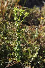 Image result for Sebaea