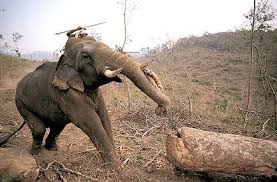 Asia S Elephant Wars National Wildlife Federation Elephant World Service Animal Animals