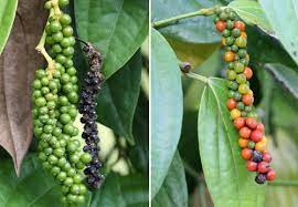 Black Pepper Is A Native Plant Of The Malabar A Region On The Western Coast Of South India And Originated In Th Black Pepper Plant Stuffed Peppers Pepper Tree