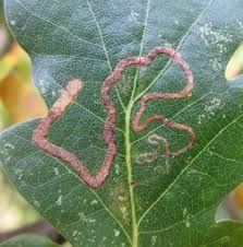 Image result for Stigmella basiguttella