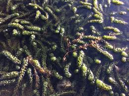 Image result for Lagarosiphon major