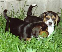Beagles are almost always born black and white, with the brownish areas developing later. Beagle Dog Breed Information And Pictures