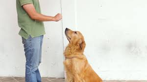 The training secrets that dog experts use daily. 4 Ways To Teach Your Dog To Sit Wikihow Pet