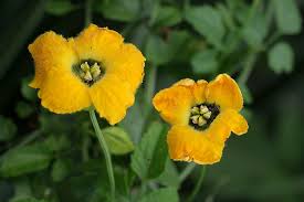 Image result for Momordica cardiospermoides