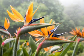 Image result for Strelitzia caudata