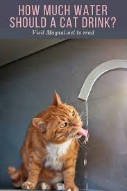 pin on funny animals