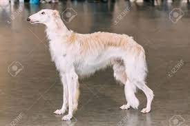 Russian dog breeds russian dogs russian toy terrier black russian terrier russian wolfhound most beautiful dogs group of dogs different dogs naturaleza. White Dog Russian Borzoi Wolfhound On Gray Floor Indoors Stock Photo Picture And Royalty Free Image Image 29500531