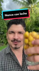 Receta de Nance con Leche: Una Delicia Exótica