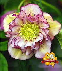 Christrose Double Ellen Picotee 1 Pflanze Gunstig Online Kaufen Mein Schoner Garten Shop