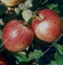 As such it reflects the state of the art in the development of new apple varieties in the uk. Buy Saturn Apple Tree Online Free Uk Delivery Free 3 Year Tree Warranty