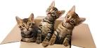 Bengal Cat Care & FAQ :: Urban Safari Cattery