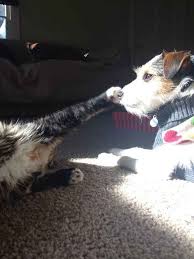 22 Boops That Changed The World In 2013 Unlikely Animal Friends Cute Little Animals Funny Animal Quotes