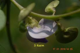 Image result for Wajira grahamiana