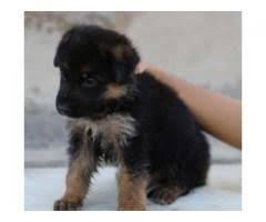 Dachshund puppies for sale in usa, look at pictures of sweetest dachshund puppies, available for adoption with discount. German Shepherd Puppies Male And Female Available For Sale In Lahore Lahore Local Ads Free Classifieds And Shepherd Puppies German Shepherd Puppies Puppies