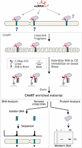 Overview Of Chart Protocol The Chart Protocol Allows The