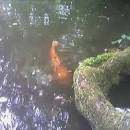 Image result for dali48 wikipedia