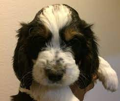 Litter Of Springerdoodle Puppies For Sale In Anza Ca Usa Adn 108285 On Puppyfinder Com Gender Male Age 7 Weeks O Springerdoodle Puppies For Sale Puppies